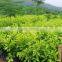 Evergreen Foliage Outdoor Landscaping Decorative Ornamental Plants Ficus Microcarpa cv Golden Leaves