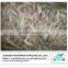 Dried silver sillago fillet/sand barracuda