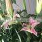 Decoration Flower Fresh Lily Flower Fresh Cut Lilies Big Discount Fresh Flower
