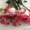 High quality Fresh cut pink roses fresh flowers