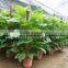Epipremnum aureum (Pothos,Silver Vine, Money Plant)