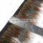 Wholesale plume fringe cheap price ringneck pheasant feather trimmings