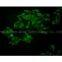 Inverted Fluorescence Microscope MF53