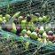 square mesh olive picking net with cheap price
