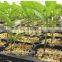 black plastic cell seeding and nursery seed sprouter tray