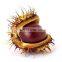 sweet chestnut good quality organic roasted chestnuts with shell