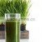 Super Grade Wheat Grass Powder At Your Door Steps