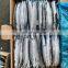 Frozen Pacific Saury for Bait