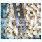 Sinocharm Frozen vegetable  own planting base IQF White Asparagus Cut Frozen White Asparagus