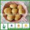 Supplier cheap wholesale canned food whole/slice/pieces with factory price