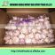 2016 fresh garlic with various size - pure white