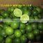 FRESH LIME SEEDLESS HIGH QUALITY/ GREEN COLOR