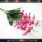 factory for sale cattleya orchids price