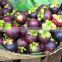 FRESH MANGOSTEEN WITH BEST PRICE AND GOOD QUALITY