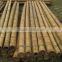 Bamboo poles for garden plant from Vietnam