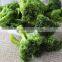 IQF frozen Broccoli with best price for sale