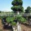 natural live ficus microcarpa outdoor tree