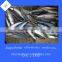 Frozen Fish Scomber Japonicus Pacific Mackerel