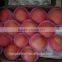 Good quality fuji apple
