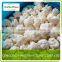 fresh frozen cauliflower floret