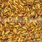 New coming silkworm in good price