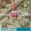 High Discount Durable Automatic Feeder for Chickens Poultry