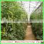 Aluminium frame multi-span small size green house for agriculture/garden