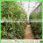 Environmental Small Size PC Sheet Green House With Stable Steel/aluminium Frame