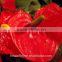 perennial flowering plant fresh cut flower anthuriums for Opening ceremony