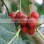Ficus Racemosa Extract