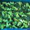 Frozen Broccoli