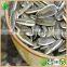 Salting Roasting Sunflower Seeds, Sun Flower Seeds Sunflower, Confectionary Sunflower Seeds