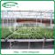 Ebb and flow seeding beds in commercial greenhouse