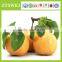 ZHOUTIAN High Production Big Yellow Pears