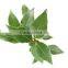 100% pure bay leaf oil wholesale,Free sample