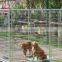 big dog houses