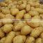 2016 new crop sweet potato fresh potato
