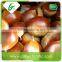 Organic chestnut in shell 40-60