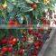 Good quality Hybrid red fruit Tomato seeds for growing- Holland No.4