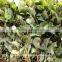 Dry heartleaf / Chameleon plant (Houttuynia cordata)