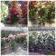 Small Medium Big Size Multicolor Blooming Bougainvillea Spectabilis Willd of Decorative Ornamental Outdoor Indoor Bonsai Plants