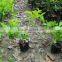 Landscape Natural Plant Duranta Repens Cv.Dwarf Yellow
