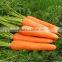 Red/Orange Carrot Seed Red Ginseng