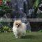 Lifelike Outdoor Large Decorative Plush Toy Dogs and Puppies for Sale Pet