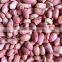 New Crop 2015 Blanched Peanut Kernels 25/29