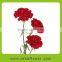 Fresh Cut carnations for sale High Quality Flower