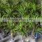 hot sell artificial bonsai tree fake plant bonsai evergreen bonsai with cheap price