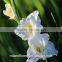 Best Hot Sale fresh cut flowers gladiolus in china From Kunming supplier