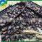 New Crop Chinese Black Watermelon Seed