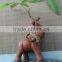 elephant pachira ornamental plants